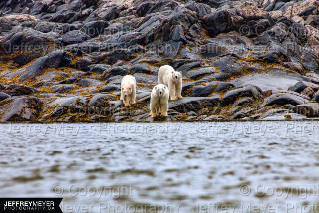 A family of polar bears