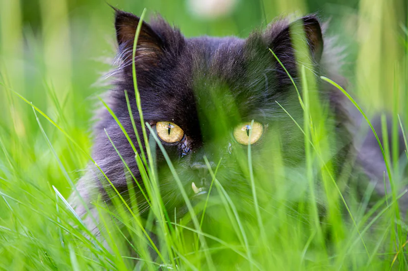 A cat playfully crouches behind blades of grass to avoid detection. Pet photography by Jeffrey Meyer.