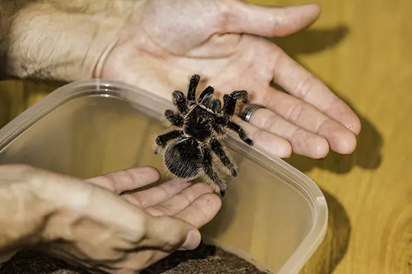 Greg plays with his tarantula